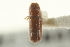  ( - CNC COLEO 00138601)  @11 [ ] CreativeCommons - Attribution (2012) CNC/CBG Photography Group Centre for Biodiversity Genomics