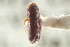  (Pityophthorus murrayanae aurulentus - CNC COLEO 00138602)  @11 [ ] CreativeCommons - Attribution (2012) CNC/CBG Photography Group Centre for Biodiversity Genomics