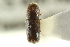  ( - CNC COLEO 00138606)  @11 [ ] CreativeCommons - Attribution (2012) CNC/CBG Photography Group Centre for Biodiversity Genomics