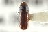 ( - CNC COLEO 00138607)  @11 [ ] CreativeCommons - Attribution (2012) CNC/CBG Photography Group Centre for Biodiversity Genomics