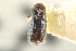 (Pityophthorus orarius - CNC COLEO 00138612)  @11 [ ] CreativeCommons - Attribution (2012) CNC/CBG Photography Group Centre for Biodiversity Genomics