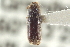  ( - CNC COLEO 00138614)  @11 [ ] CreativeCommons - Attribution (2012) CNC/CBG Photography Group Centre for Biodiversity Genomics