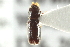  ( - CNC COLEO 00138618)  @11 [ ] CreativeCommons - Attribution (2012) CNC/CBG Photography Group Centre for Biodiversity Genomics