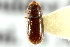  (Pityophthorus pinguis - CNC COLEO 00138628)  @13 [ ] CreativeCommons - Attribution (2012) CNC/CBG Photography Group Centre for Biodiversity Genomics