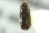  ( - CNC COLEO 00138629)  @12 [ ] CreativeCommons - Attribution (2012) CNC/CBG Photography Group Centre for Biodiversity Genomics