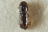  ( - CNC COLEO 00138634)  @11 [ ] CreativeCommons - Attribution (2012) CNC/CBG Photography Group Centre for Biodiversity Genomics