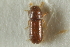  (Pityophthorus pubescens - CNC COLEO 00138636)  @13 [ ] CreativeCommons - Attribution (2012) CNC/CBG Photography Group Centre for Biodiversity Genomics