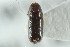  ( - CNC COLEO 00138638)  @12 [ ] CreativeCommons - Attribution (2012) CNC/CBG Photography Group Centre for Biodiversity Genomics