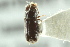  ( - CNC COLEO 00138641)  @12 [ ] CreativeCommons - Attribution (2012) CNC/CBG Photography Group Centre for Biodiversity Genomics
