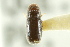  ( - CNC COLEO 00138643)  @11 [ ] CreativeCommons - Attribution (2012) CNC/CBG Photography Group Centre for Biodiversity Genomics