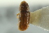  (Pityophthorus punctifrons - CNC COLEO 00138650)  @13 [ ] CreativeCommons - Attribution (2012) CNC/CBG Photography Group Centre for Biodiversity Genomics