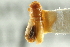  ( - CNC COLEO 00138654)  @12 [ ] CreativeCommons - Attribution (2012) CNC/CBG Photography Group Centre for Biodiversity Genomics