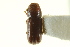  (Pityophthorus recens - CNC COLEO 00138655)  @13 [ ] CreativeCommons - Attribution (2012) CNC/CBG Photography Group Centre for Biodiversity Genomics