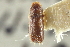  (Pityophthorus rudis - CNC COLEO 00138656)  @11 [ ] CreativeCommons - Attribution (2012) CNC/CBG Photography Group Centre for Biodiversity Genomics