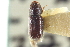  ( - CNC COLEO 00138658)  @11 [ ] CreativeCommons - Attribution (2012) CNC/CBG Photography Group Centre for Biodiversity Genomics