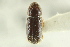  (Pityophthorus scabridus - CNC COLEO 00138659)  @11 [ ] CreativeCommons - Attribution (2012) CNC/CBG Photography Group Centre for Biodiversity Genomics