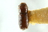  (Pityophthorus scriptor - CNC COLEO 00138667)  @11 [ ] CreativeCommons - Attribution (2012) CNC/CBG Photography Group Centre for Biodiversity Genomics