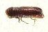  ( - CNC COLEO 00138678)  @11 [ ] CreativeCommons - Attribution (2012) CNC/CBG Photography Group Centre for Biodiversity Genomics