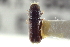  ( - CNC COLEO 00138679)  @11 [ ] CreativeCommons - Attribution (2012) CNC/CBG Photography Group Centre for Biodiversity Genomics