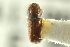 (Pityophthorus setosus - CNC COLEO 00138680)  @11 [ ] CreativeCommons - Attribution (2012) CNC/CBG Photography Group Centre for Biodiversity Genomics