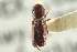  ( - CNC COLEO 00138683)  @11 [ ] CreativeCommons - Attribution (2012) CNC/CBG Photography Group Centre for Biodiversity Genomics