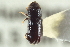  ( - CNC COLEO 00138686)  @12 [ ] CreativeCommons - Attribution (2012) CNC/CBG Photography Group Centre for Biodiversity Genomics