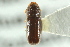  ( - CNC COLEO 00138687)  @11 [ ] CreativeCommons - Attribution (2012) CNC/CBG Photography Group Centre for Biodiversity Genomics