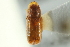  ( - CNC COLEO 00138688)  @11 [ ] CreativeCommons - Attribution (2012) CNC/CBG Photography Group Centre for Biodiversity Genomics