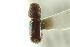  ( - CNC COLEO 00138690)  @11 [ ] CreativeCommons - Attribution (2012) CNC/CBG Photography Group Centre for Biodiversity Genomics