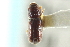  ( - CNC COLEO 00138691)  @11 [ ] CreativeCommons - Attribution (2012) CNC/CBG Photography Group Centre for Biodiversity Genomics