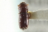  (Pityophthorus solers - CNC COLEO 00138692)  @13 [ ] CreativeCommons - Attribution (2012) CNC/CBG Photography Group Centre for Biodiversity Genomics