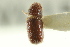  (Pityophthorus solus - CNC COLEO 00138695)  @13 [ ] CreativeCommons - Attribution (2012) CNC/CBG Photography Group Centre for Biodiversity Genomics
