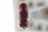  ( - CNC COLEO 00138701)  @11 [ ] CreativeCommons - Attribution (2012) CNC/CBG Photography Group Centre for Biodiversity Genomics