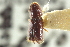  ( - CNC COLEO 00138703)  @11 [ ] CreativeCommons - Attribution (2012) CNC/CBG Photography Group Centre for Biodiversity Genomics