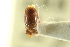  ( - CNC COLEO 00138705)  @11 [ ] CreativeCommons - Attribution (2012) CNC/CBG Photography Group Centre for Biodiversity Genomics