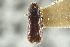  (Pityophthorus subopacus - CNC COLEO 00138706)  @11 [ ] CreativeCommons - Attribution (2012) CNC/CBG Photography Group Centre for Biodiversity Genomics
