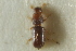  ( - CNC COLEO 00138710)  @11 [ ] CreativeCommons - Attribution (2012) CNC/CBG Photography Group Centre for Biodiversity Genomics