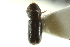  ( - CNC COLEO 00138718)  @12 [ ] CreativeCommons - Attribution (2012) CNC/CBG Photography Group Centre for Biodiversity Genomics