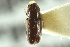  (Pityophthorus venustus - CNC COLEO 00138719)  @13 [ ] CreativeCommons - Attribution (2012) CNC/CBG Photography Group Centre for Biodiversity Genomics
