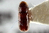  ( - CNC COLEO 00138720)  @11 [ ] CreativeCommons - Attribution (2012) CNC/CBG Photography Group Centre for Biodiversity Genomics