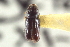  ( - CNC COLEO 00138723)  @11 [ ] CreativeCommons - Attribution (2012) CNC/CBG Photography Group Centre for Biodiversity Genomics