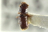  ( - CNC COLEO 00138753)  @12 [ ] CreativeCommons - Attribution (2012) CNC/CBG Photography Group Centre for Biodiversity Genomics