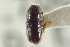  ( - CNC COLEO 00138758)  @11 [ ] CreativeCommons - Attribution (2012) CNC/CBG Photography Group Centre for Biodiversity Genomics