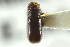  ( - CNC COLEO 00138761)  @12 [ ] CreativeCommons - Attribution (2012) CNC/CBG Photography Group Centre for Biodiversity Genomics