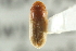  ( - CNC COLEO 00138768)  @11 [ ] CreativeCommons - Attribution (2012) CNC/CBG Photography Group Centre for Biodiversity Genomics
