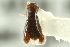  ( - CNC COLEO 00138779)  @11 [ ] CreativeCommons - Attribution (2012) CNC/CBG Photography Group Centre for Biodiversity Genomics