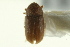  (Cryphalus rubentis - CNC COLEO 00138794)  @11 [ ] CreativeCommons - Attribution (2012) CNC/CBG Photography Group Centre for Biodiversity Genomics