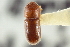  (Cryptocarenus heveae - CNC COLEO 00138797)  @11 [ ] CreativeCommons - Attribution (2012) CNC/CBG Photography Group Centre for Biodiversity Genomics