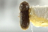  (Ernoporini - CNC COLEO 00138798)  @14 [ ] CreativeCommons - Attribution (2012) CNC/CBG Photography Group Centre for Biodiversity Genomics