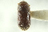  ( - CNC COLEO 00138809)  @11 [ ] CreativeCommons - Attribution (2012) CNC/CBG Photography Group Centre for Biodiversity Genomics